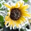 frozensunflower